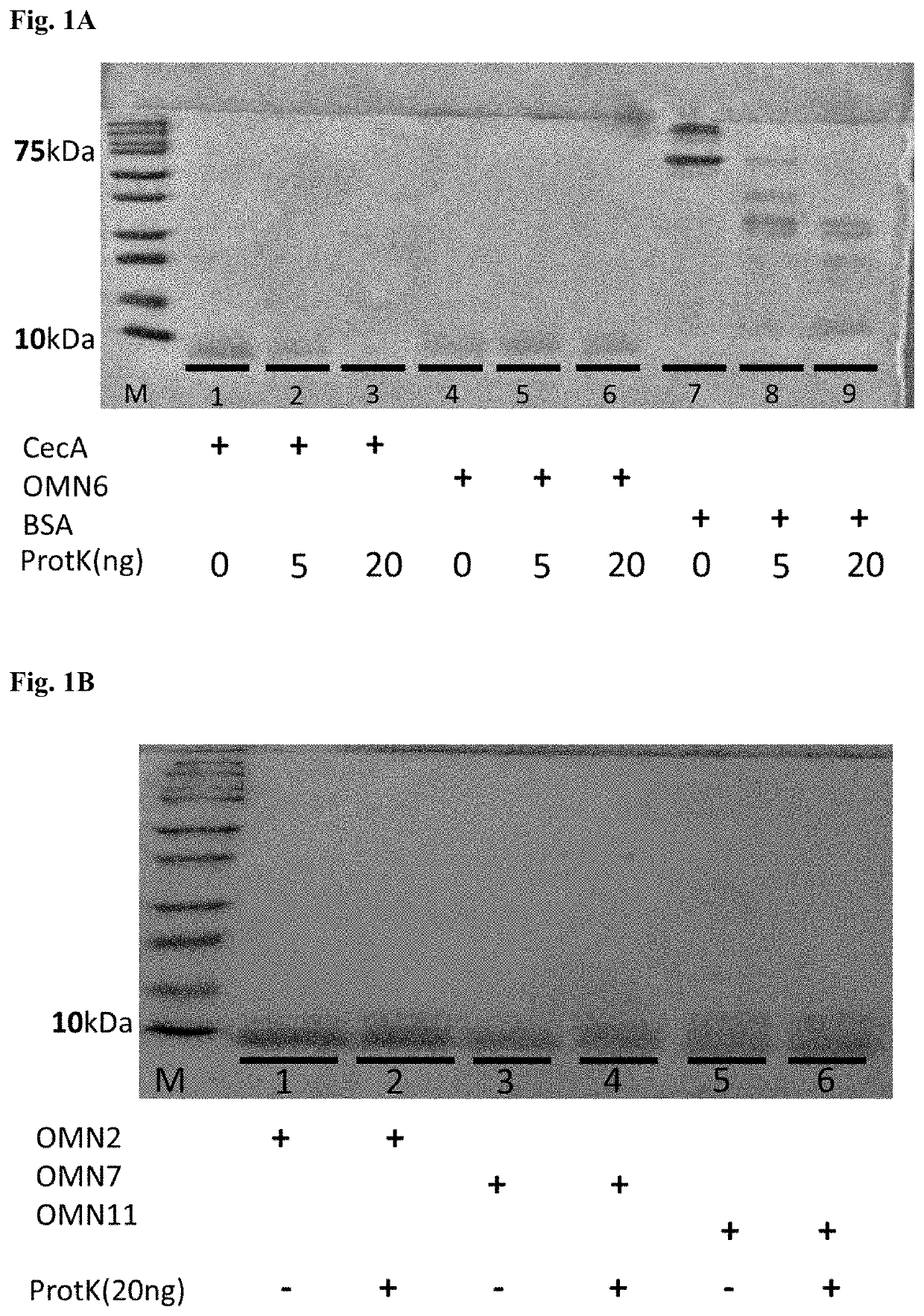 Antimicrobial peptides