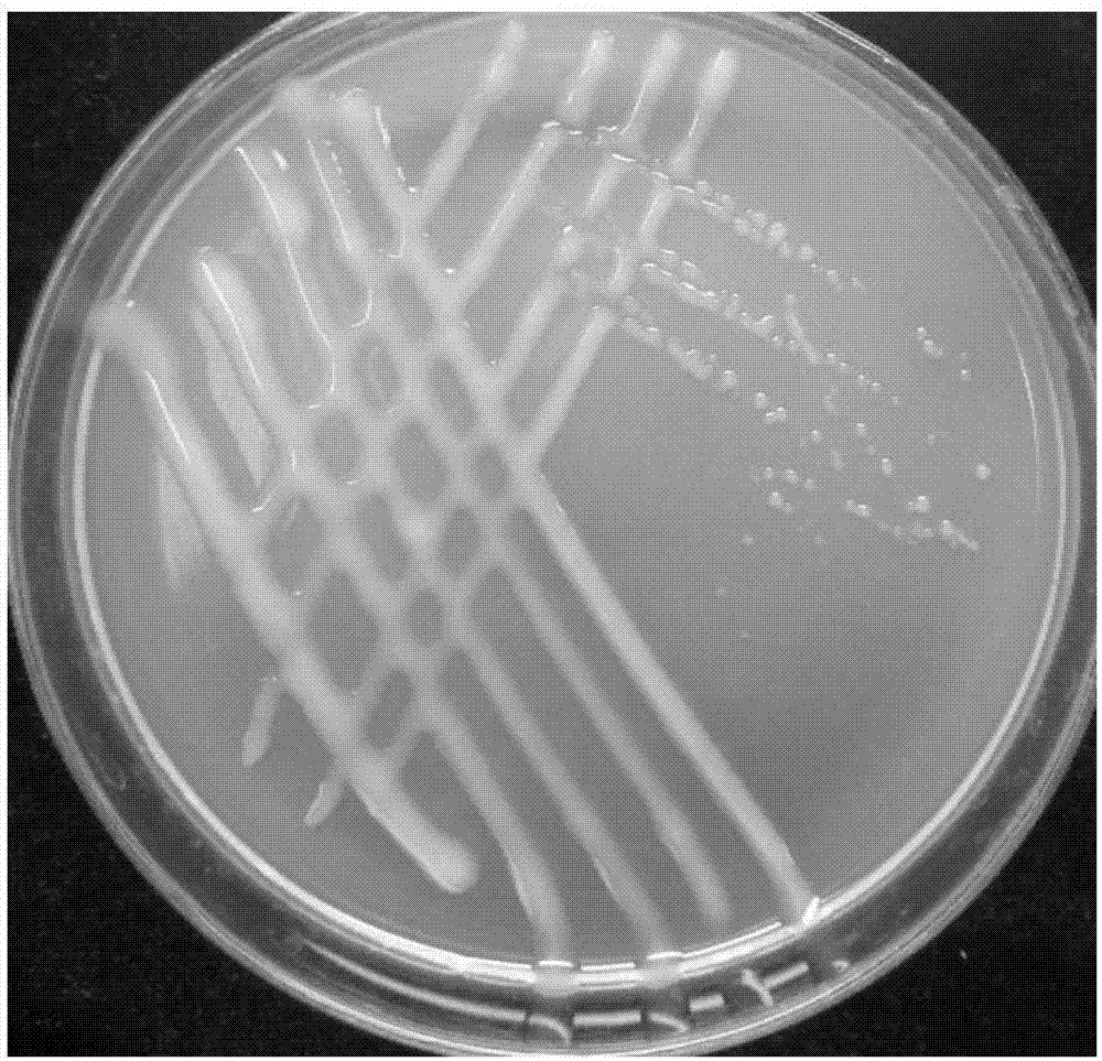 Vicia sativa rhizobium strain VS5-1 and application thereof