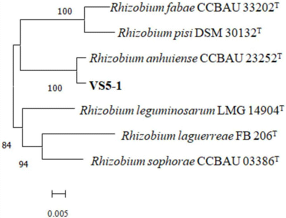 Vicia sativa rhizobium strain VS5-1 and application thereof