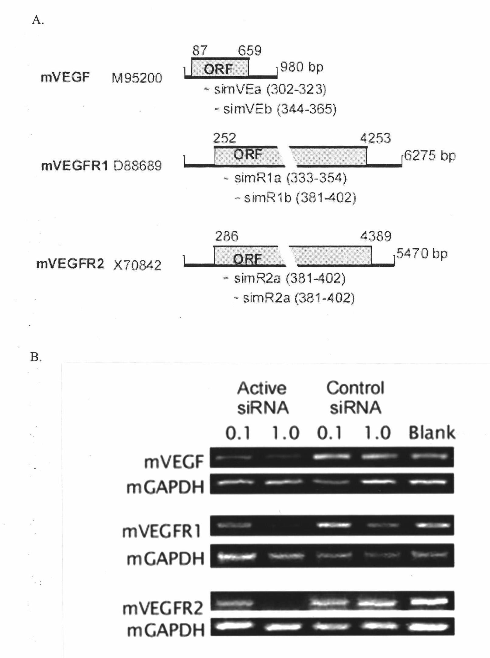 Short interfering ribonucleic acid (siRNA) for promoting scarless healing of skin wounds and application thereof