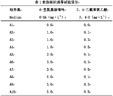 Method for breeding medicinal plant valeriana jatamansi jones by means of tissue culture