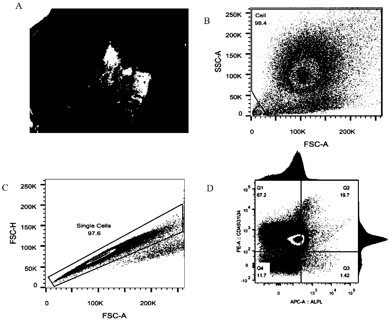 Sorting method of human osteoblasts