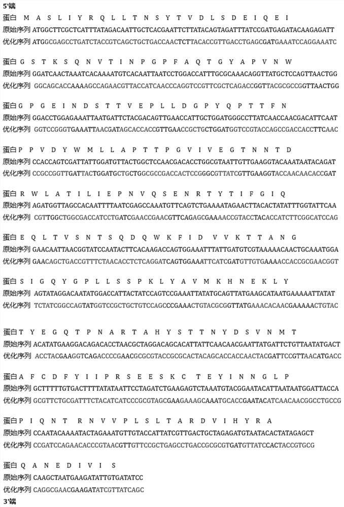 Recombinant expression and application of optimized porcine rotavirus outer capsid protein VP4