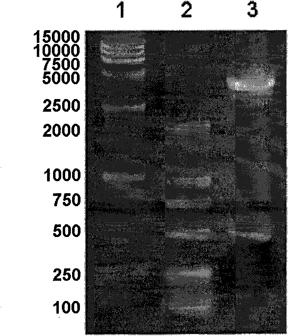 O-type foot and mouth disease virus antigen epitope molecular mimic peptide and application thereof