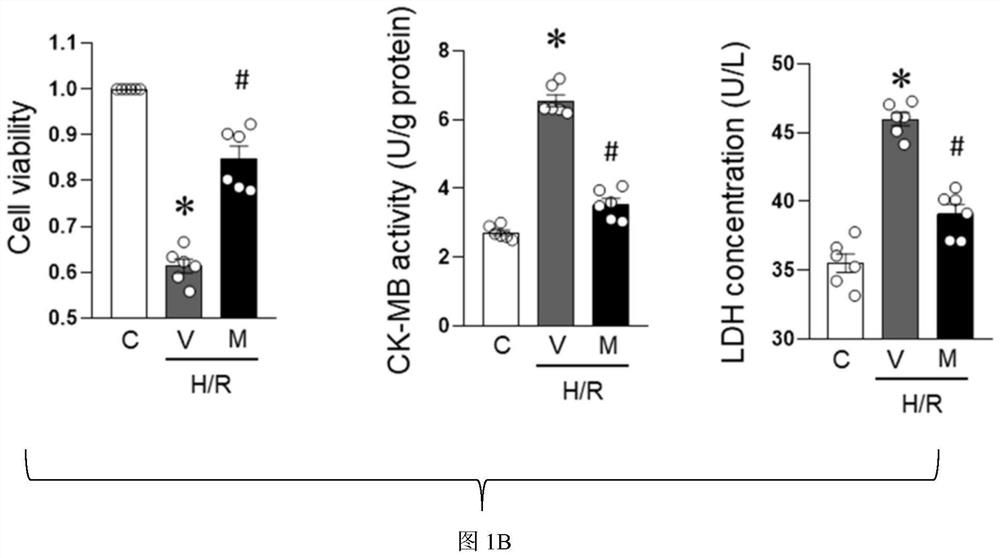 CHMP2B protein targeted inhibitor and application thereof in ischemic heart disease