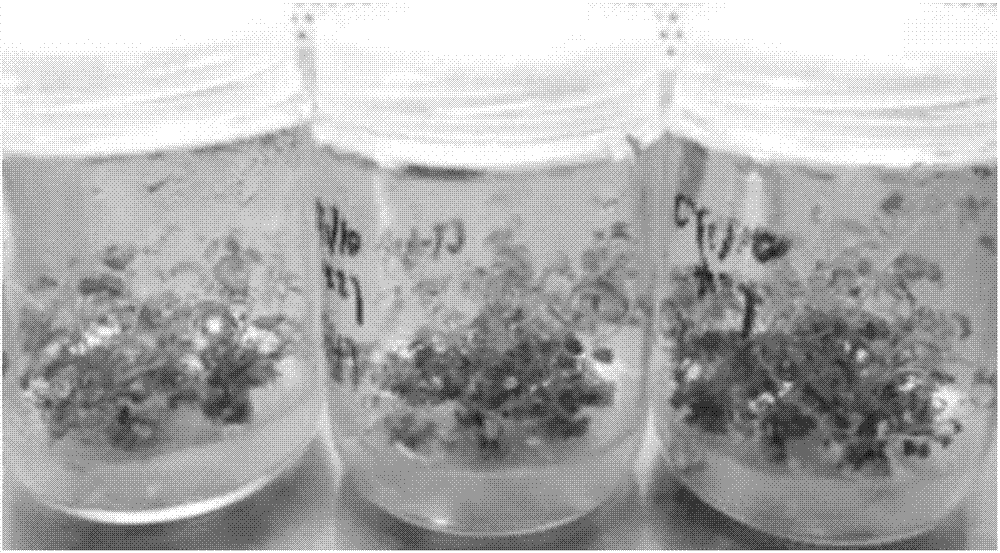 Hemiptelea tissue culture seedling subculture method