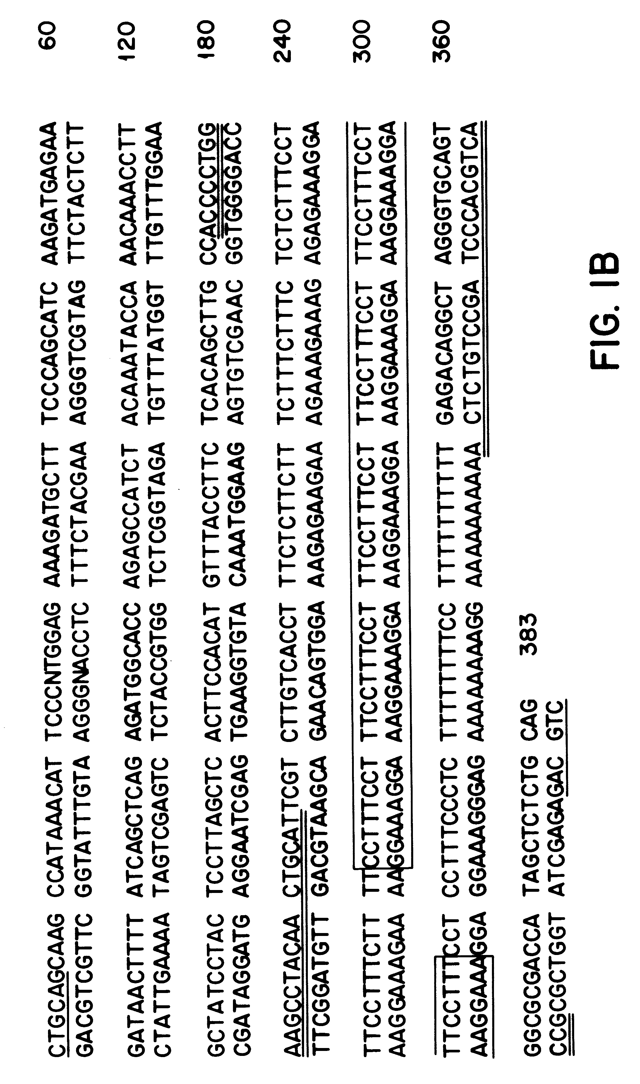 Method of analyzing DNA using contiguous repeats