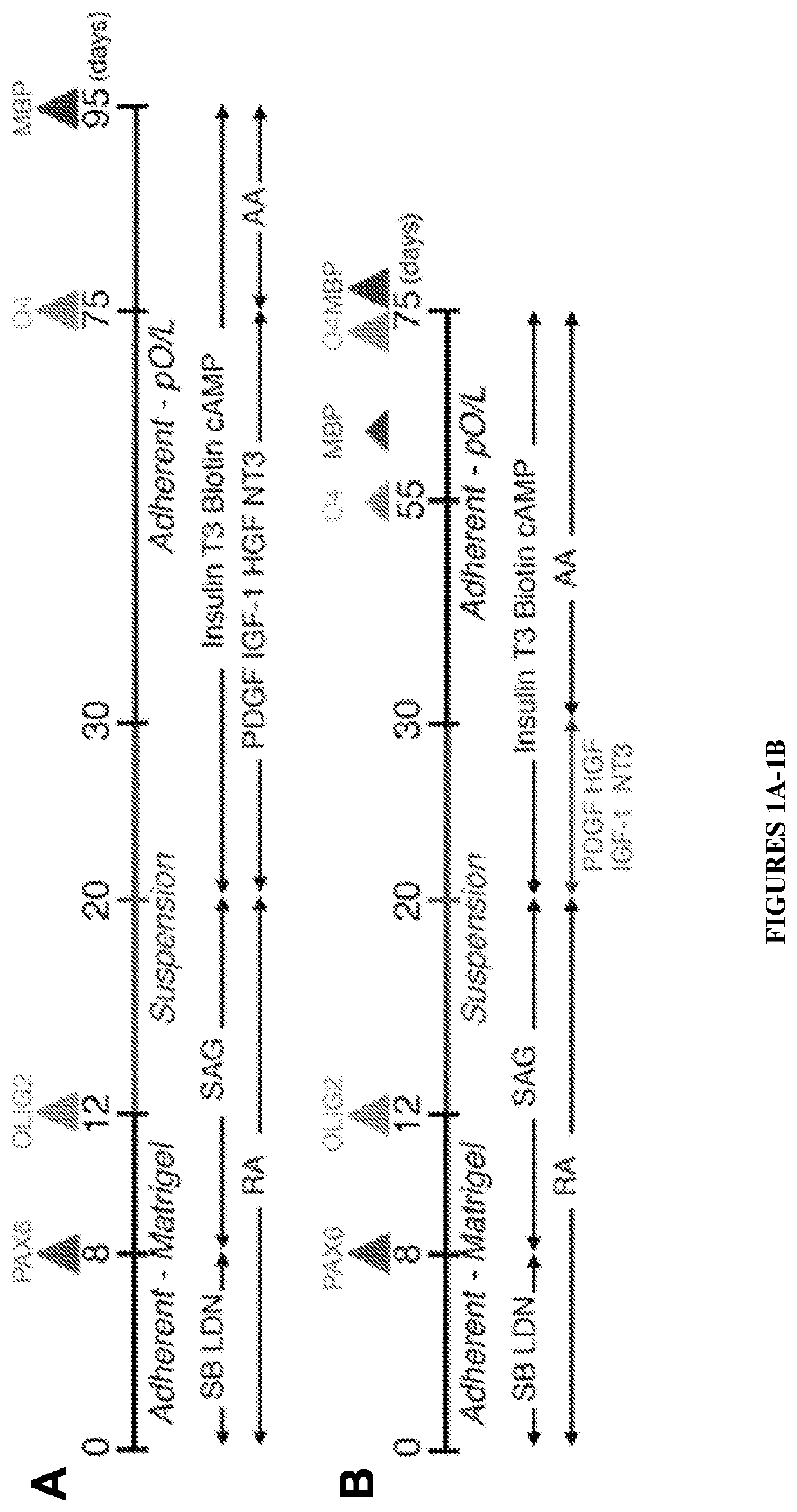 Functional astrocytes derived from pluripotent stem cells and methods of making and using the same