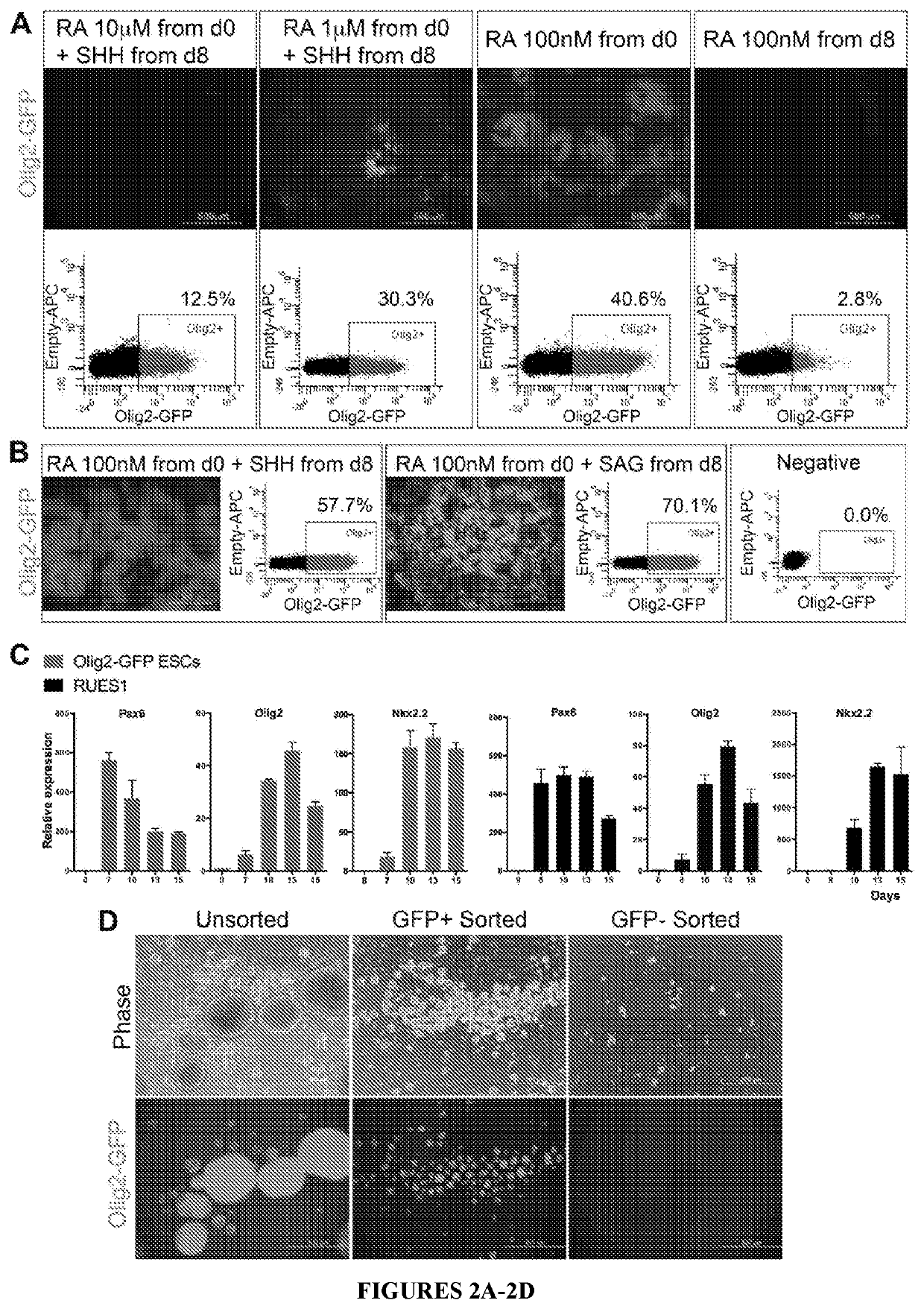 Functional astrocytes derived from pluripotent stem cells and methods of making and using the same