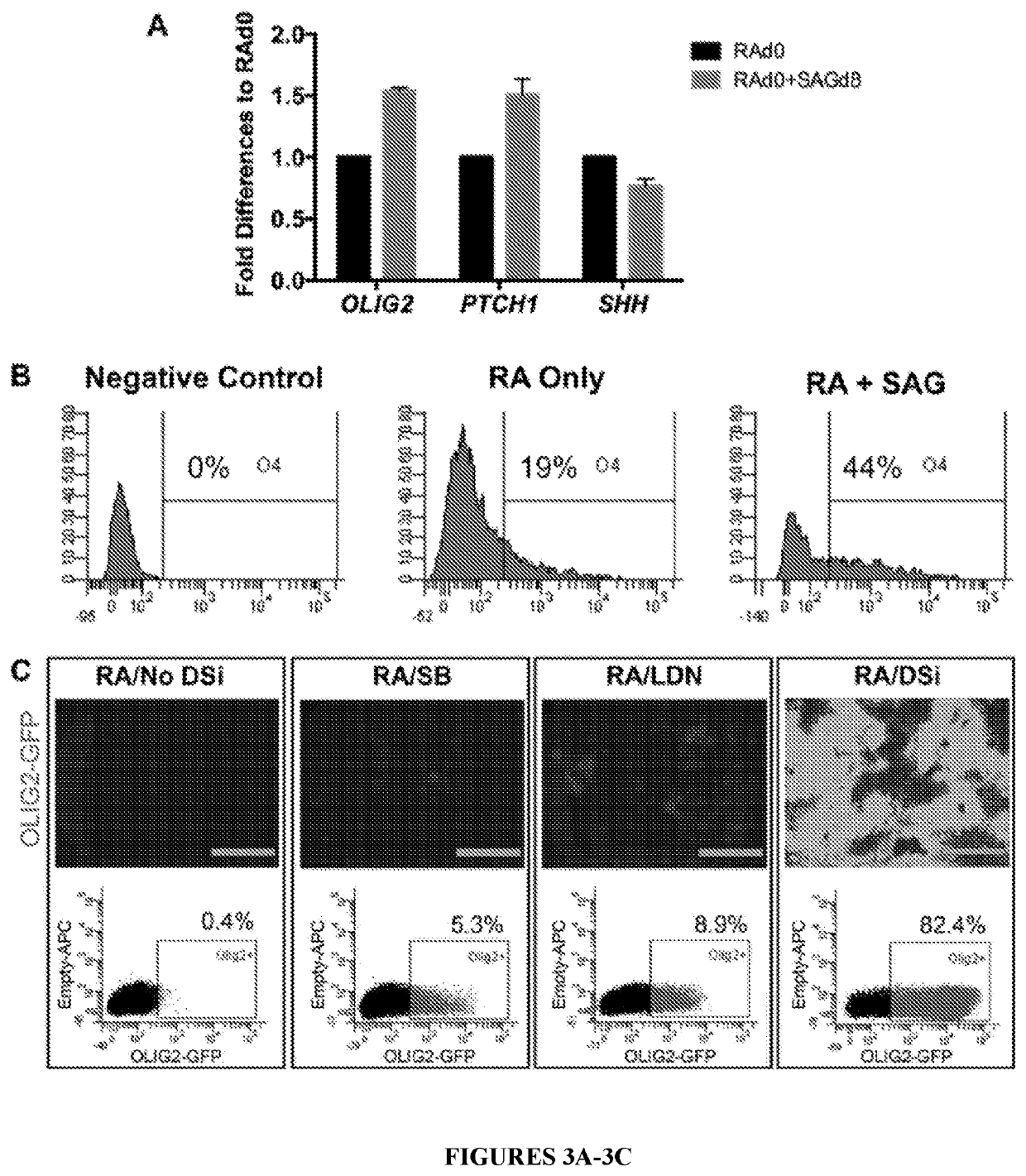 Functional astrocytes derived from pluripotent stem cells and methods of making and using the same