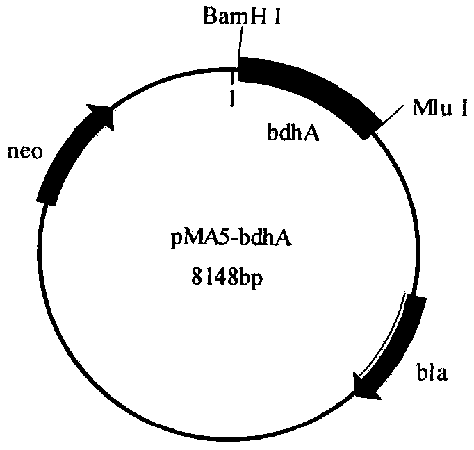 Strategy for producing acetoin through efficient fermentation based on AR/BDH enzymatic properties of bacillus subtilis