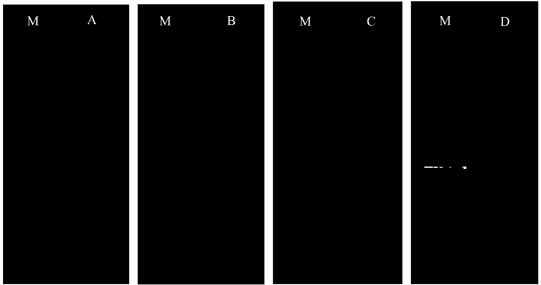 Litchi R2R3-MYB gene LcMYB1 and application thereof