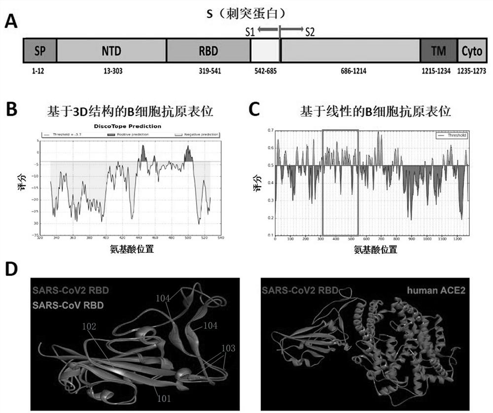 Novel vaccine for preventing COVID-19 and preparation method thereof