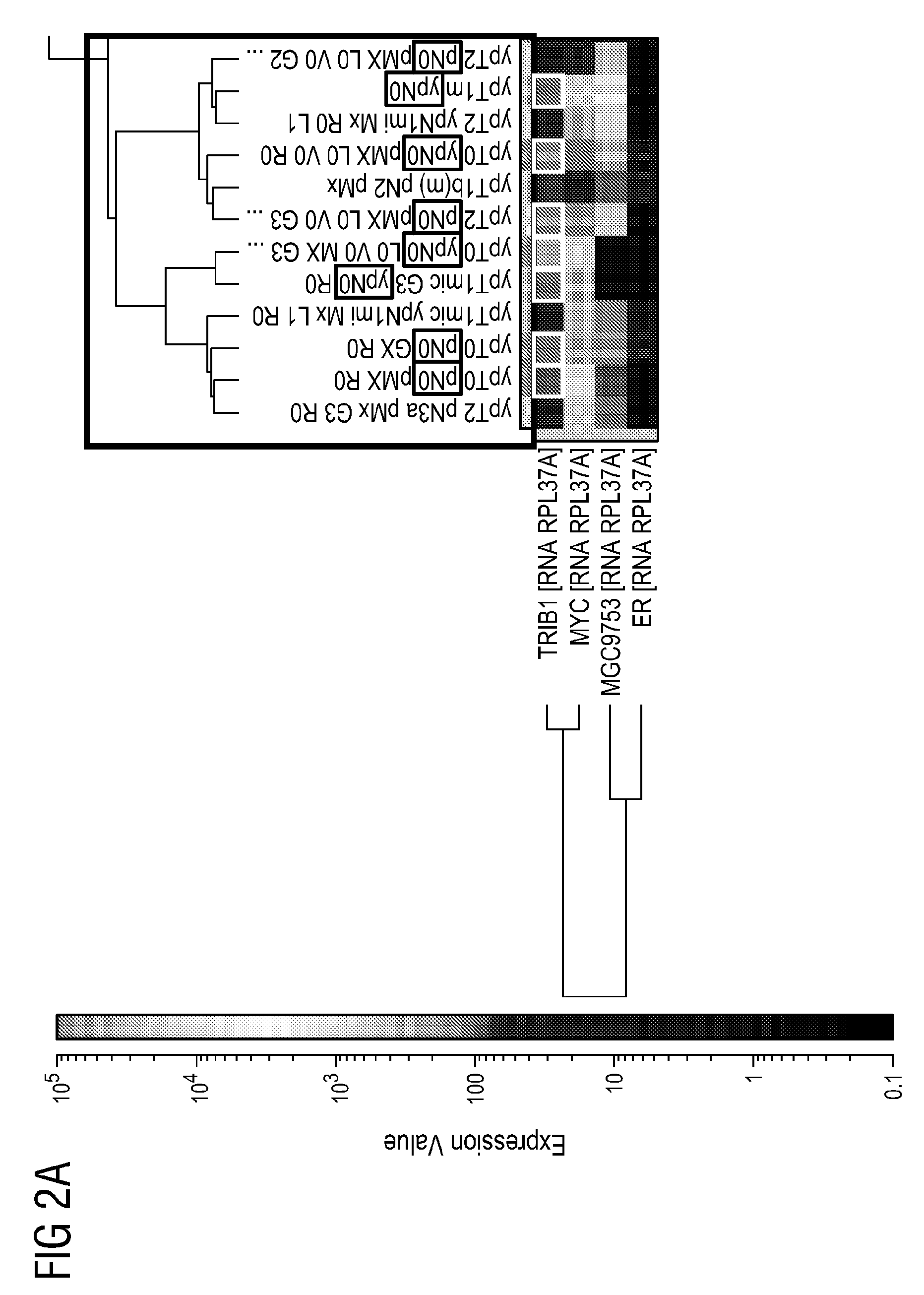 Methods and Compositions for the Prediction of Response to Trastuzumab Containing Chemotherapy Regimen in Malignant Neoplasia