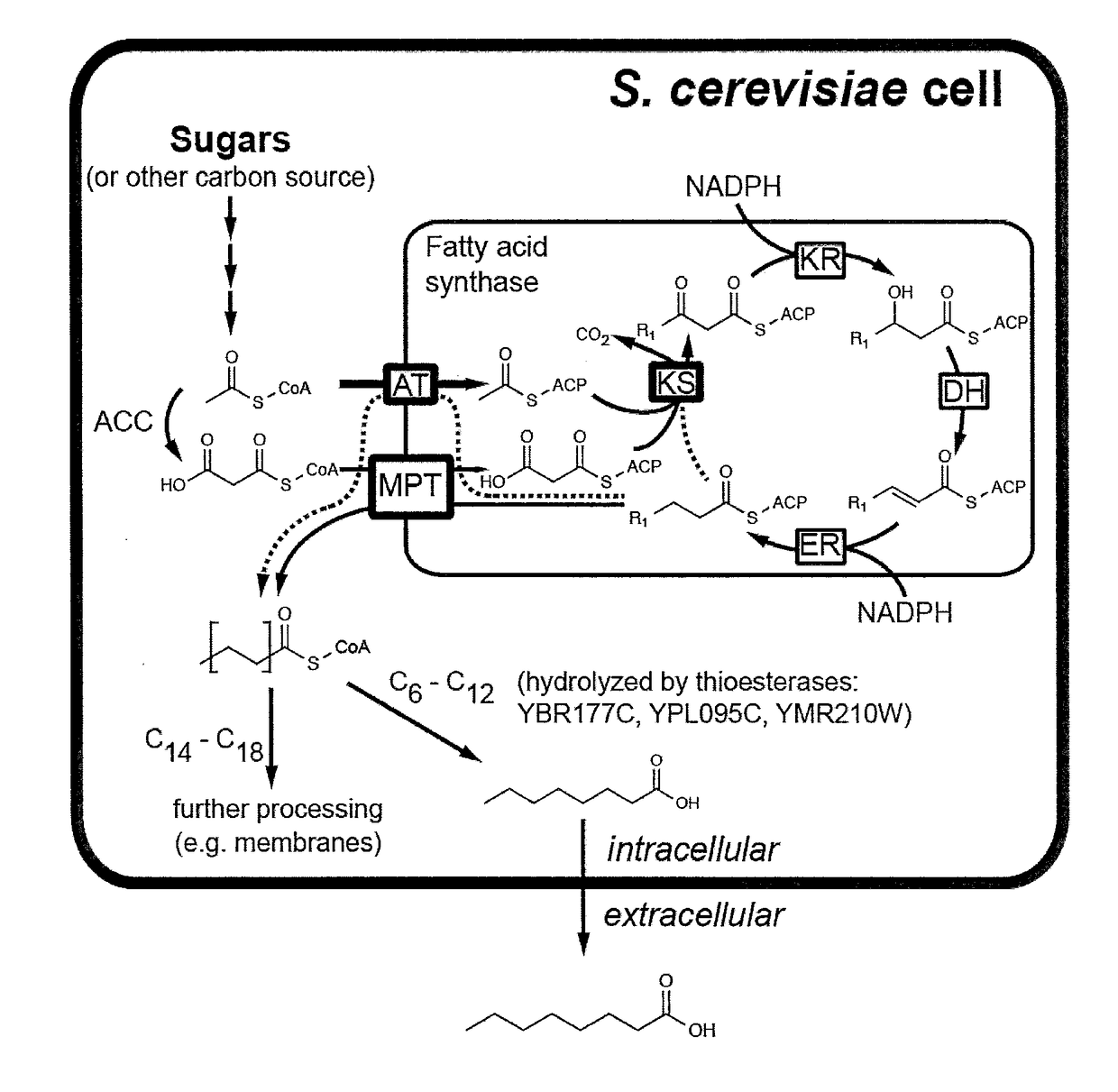 Microbiological production of short fatty acids and uses thereof