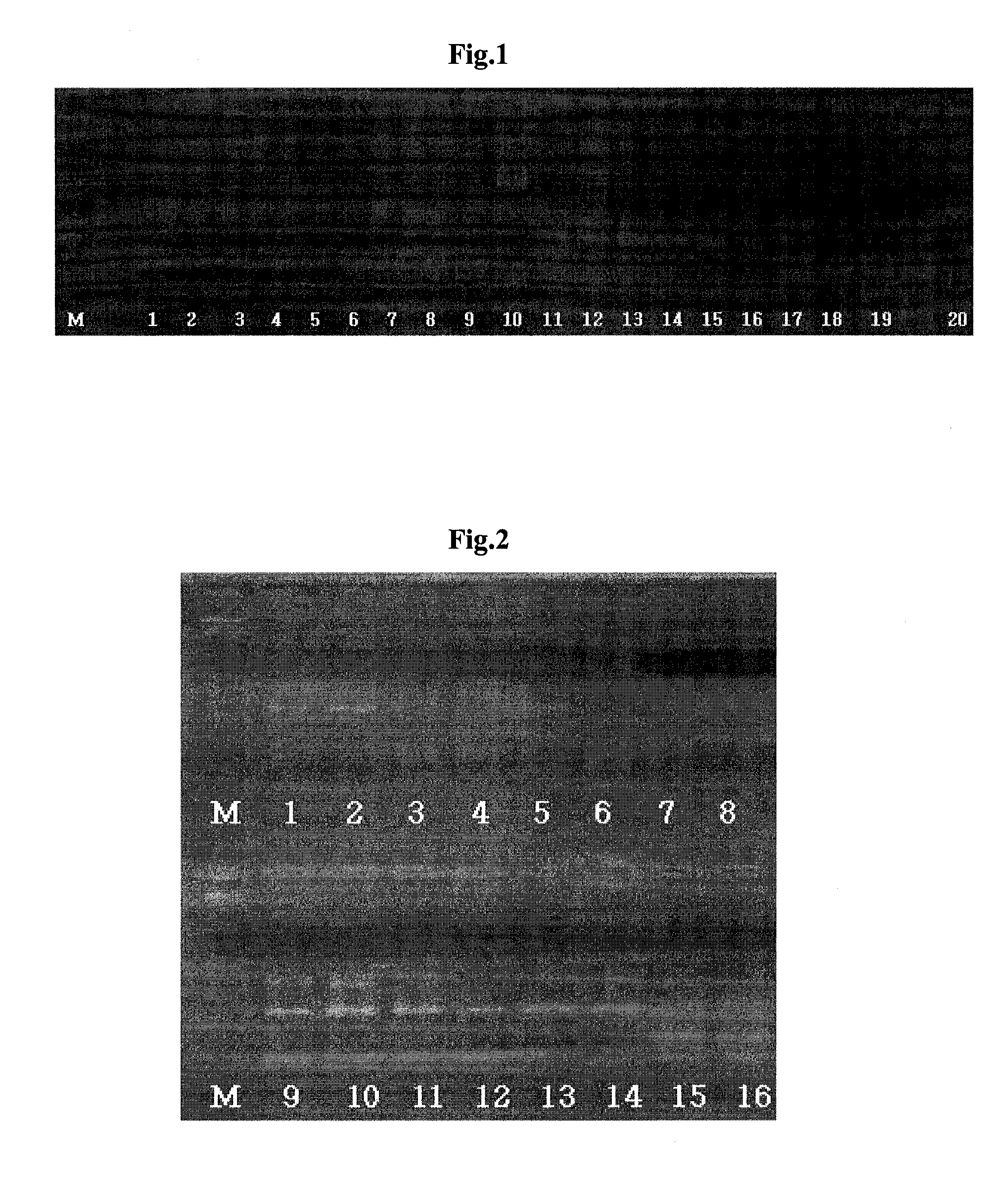 Primer for Detecting Food Poisoning and Method for Rapid Detection of Food Born Pathogene