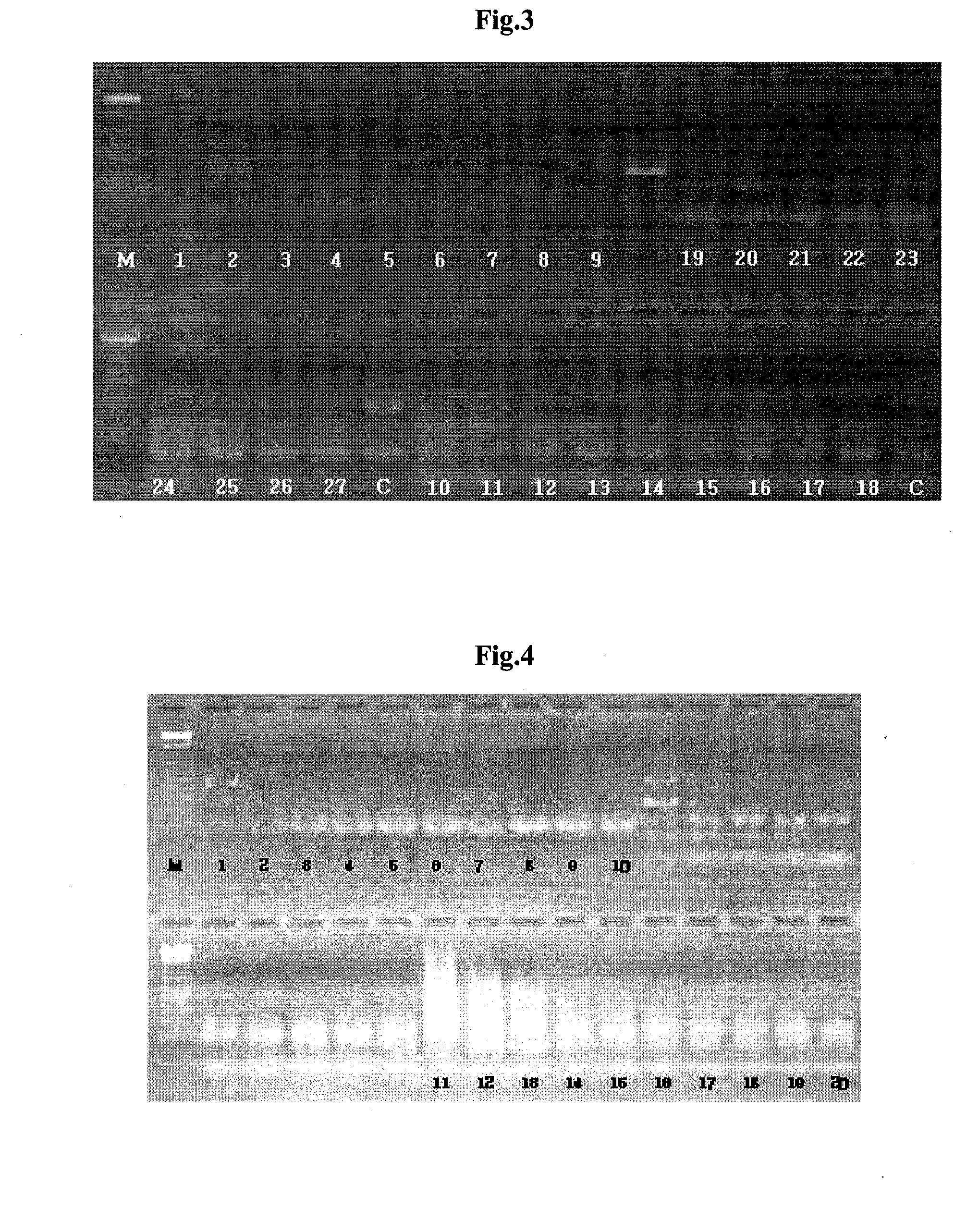 Primer for Detecting Food Poisoning and Method for Rapid Detection of Food Born Pathogene