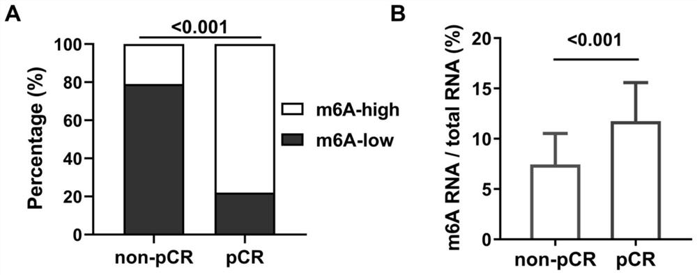 Application of RNA m6A methylation detection reagent in preparation of product for predicting breast cancer anti-HER2 treatment effect