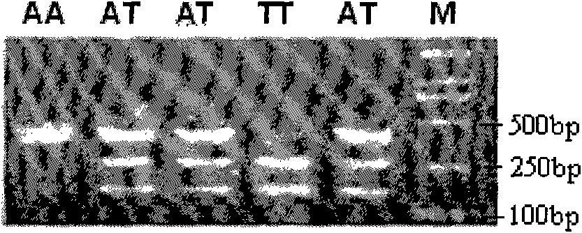 Molecular marker method of two mutation sites in chicken FSHR (Follicle-Stimulating Hormone Receptor) gene 5' control region and applications thereof in children breeding