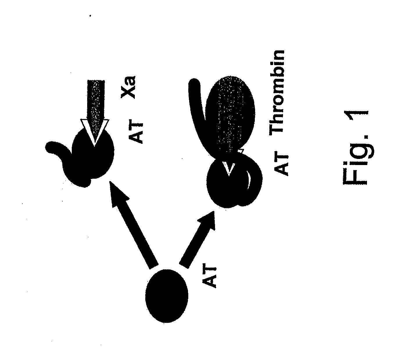 Use of non-catalytic form of heparanase and peptides thereof for reversing the Anti-coagulant effects of heparinoids