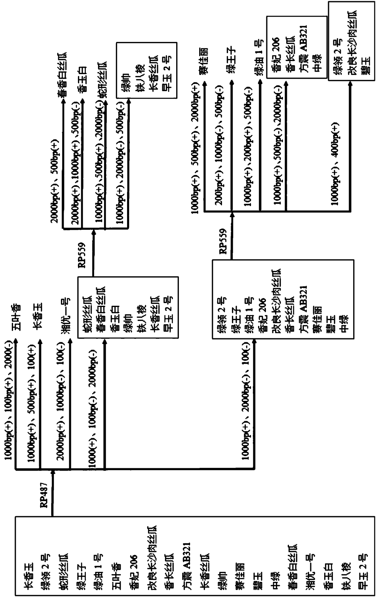 RAPD primer for distinguishing varieties of Luffa cylindrica, and application thereof