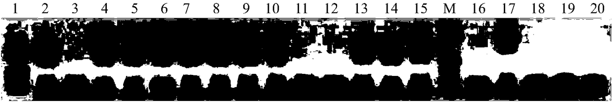 RAPD primer for distinguishing varieties of Luffa cylindrica, and application thereof