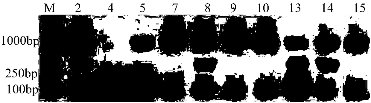 RAPD primer for distinguishing varieties of Luffa cylindrica, and application thereof