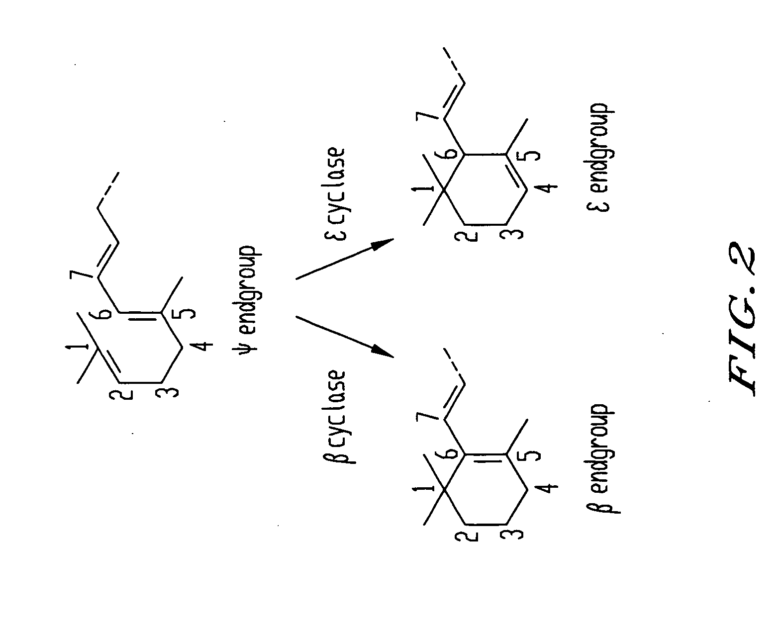 Genes encoding epsilon lycopene cyclase and method for producing bicyclic epsilon carotene