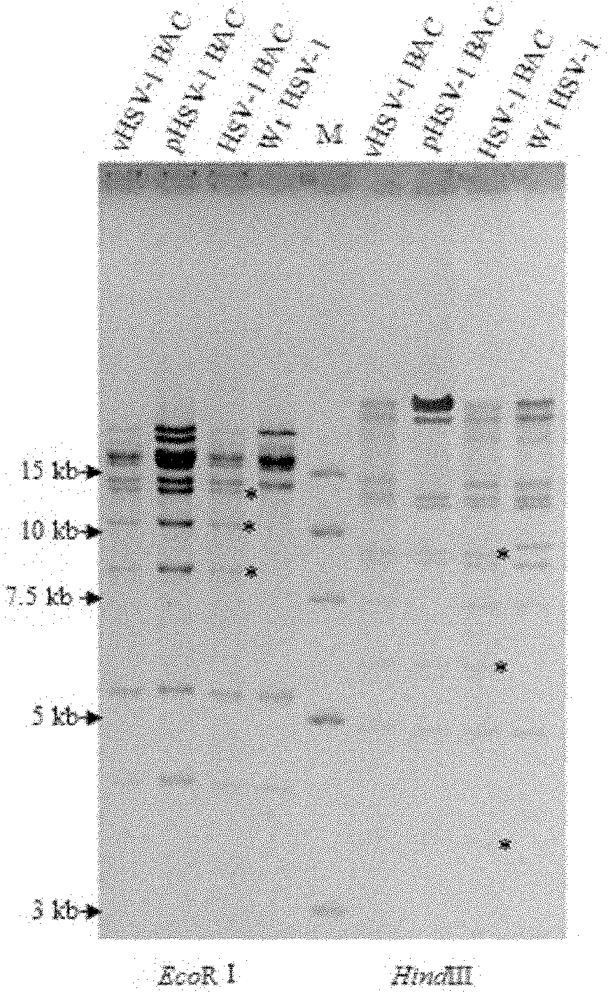 Method for constructing HSV-1 BAC system carrying luciferase report genes