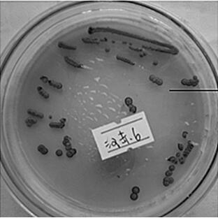 A strain of Torula sporogenes Dale Kjeldahl and its application in winemaking