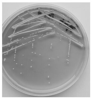 A strain of Torula sporogenes Dale Kjeldahl and its application in winemaking