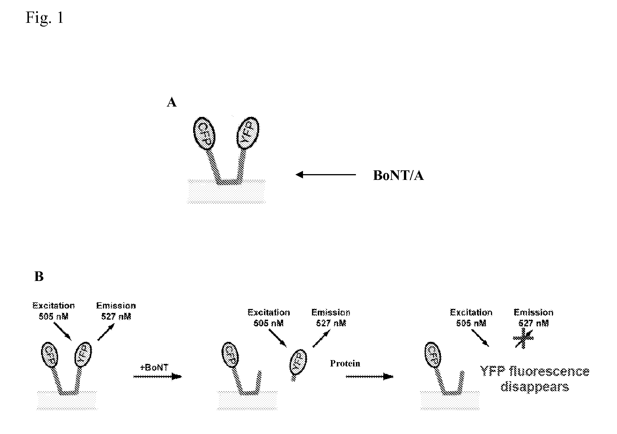 Non-FRET botulinum assay