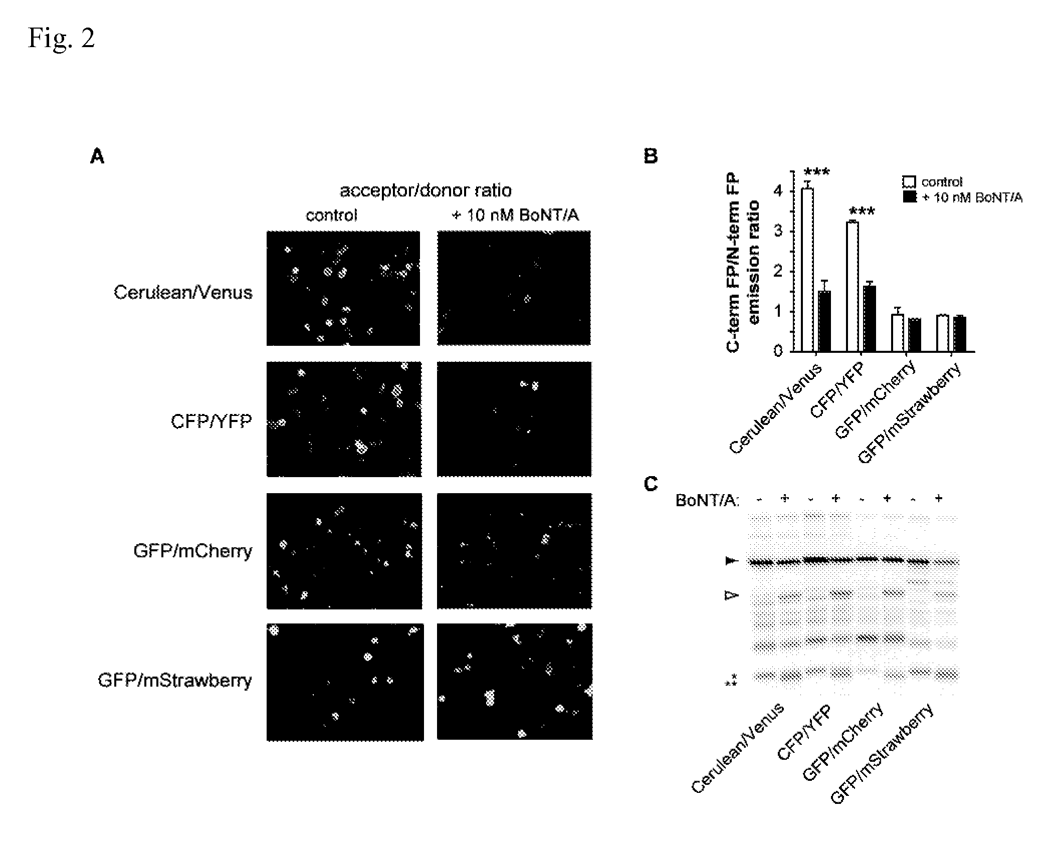 Non-FRET botulinum assay