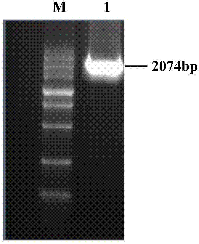 Application of Knickkopf gene dsRNA in pest control