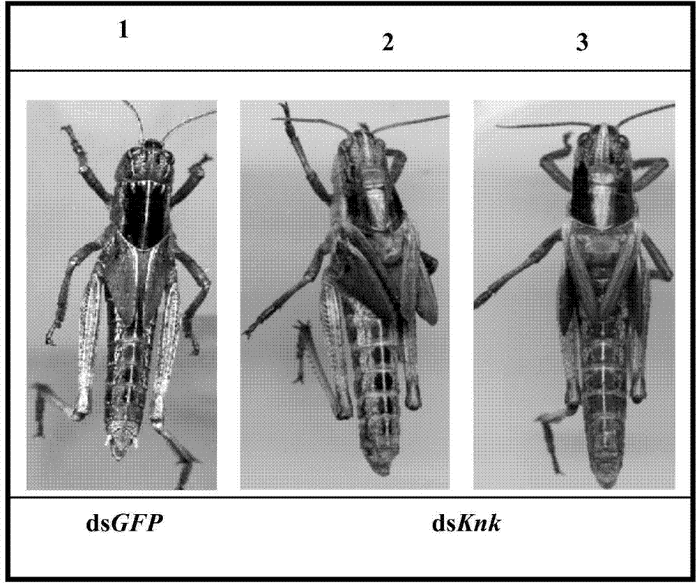 Application of Knickkopf gene dsRNA in pest control