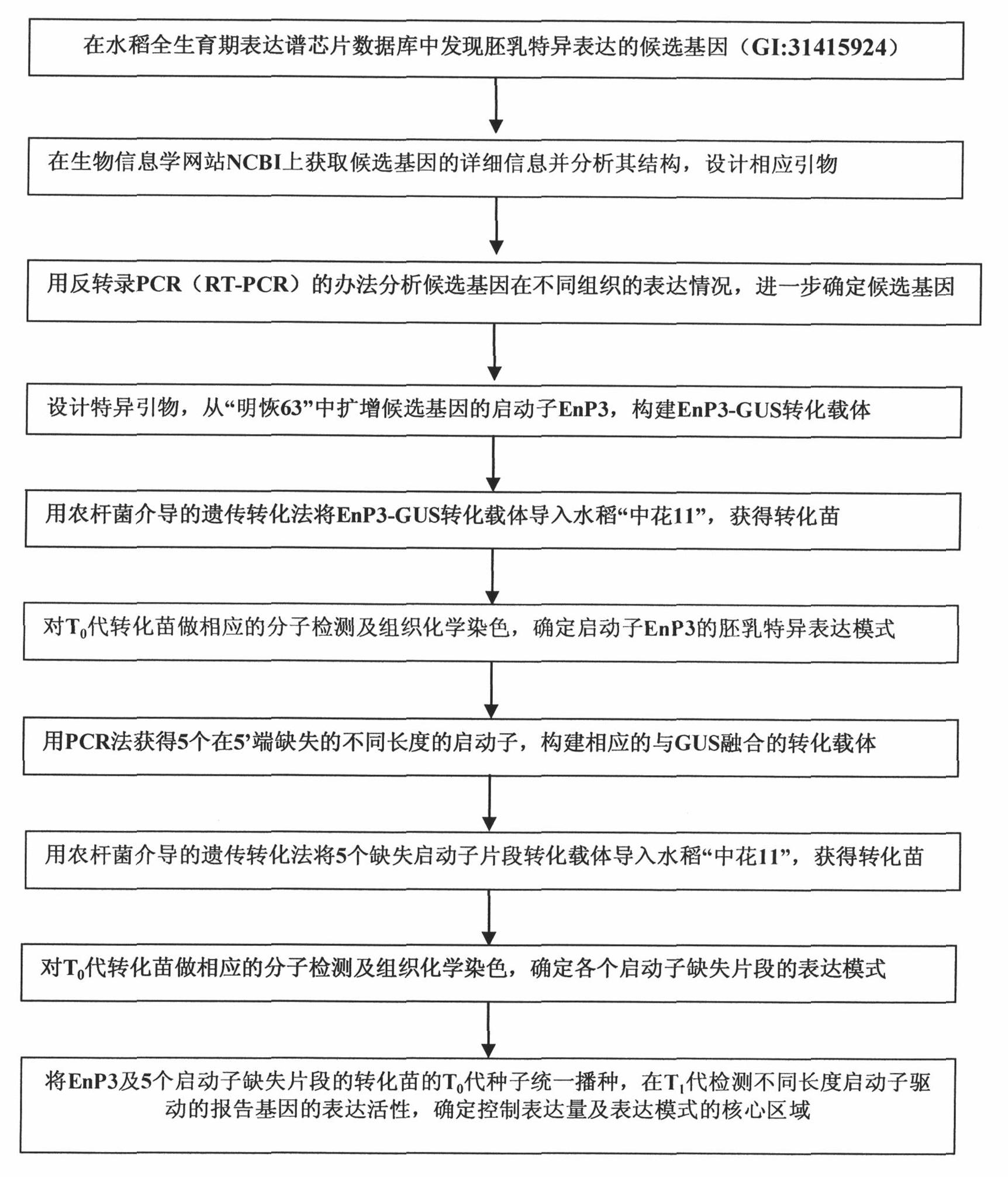 Promoter and expression mode identification of rice endosperm specific expression gene