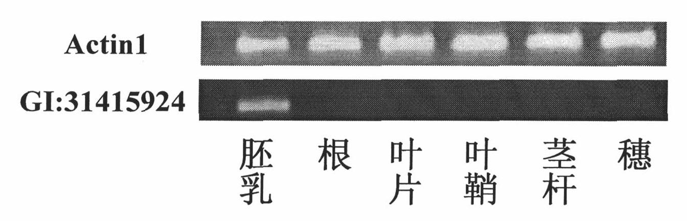 Promoter and expression mode identification of rice endosperm specific expression gene