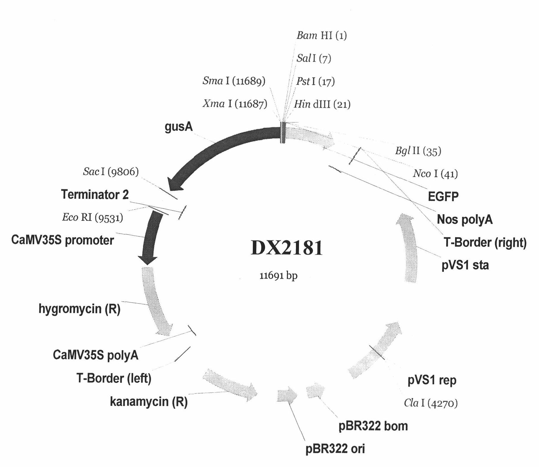 Promoter and expression mode identification of rice endosperm specific expression gene