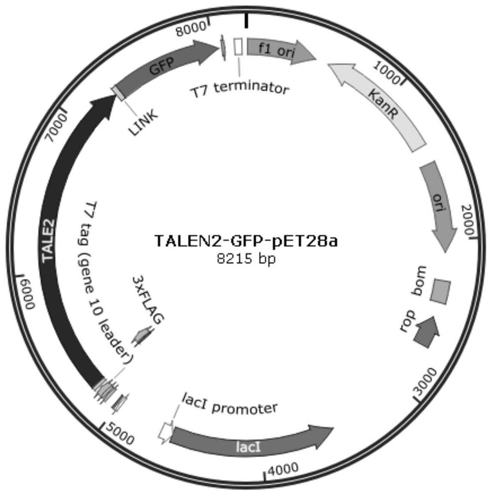 A kind of intracellular scaffold, the plasmid constructed by it and the application of plasmid