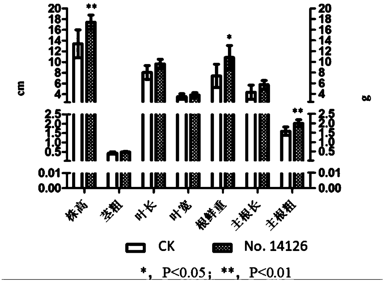 Fungi with effect of increasing content of notoginsenoside and application of fungi