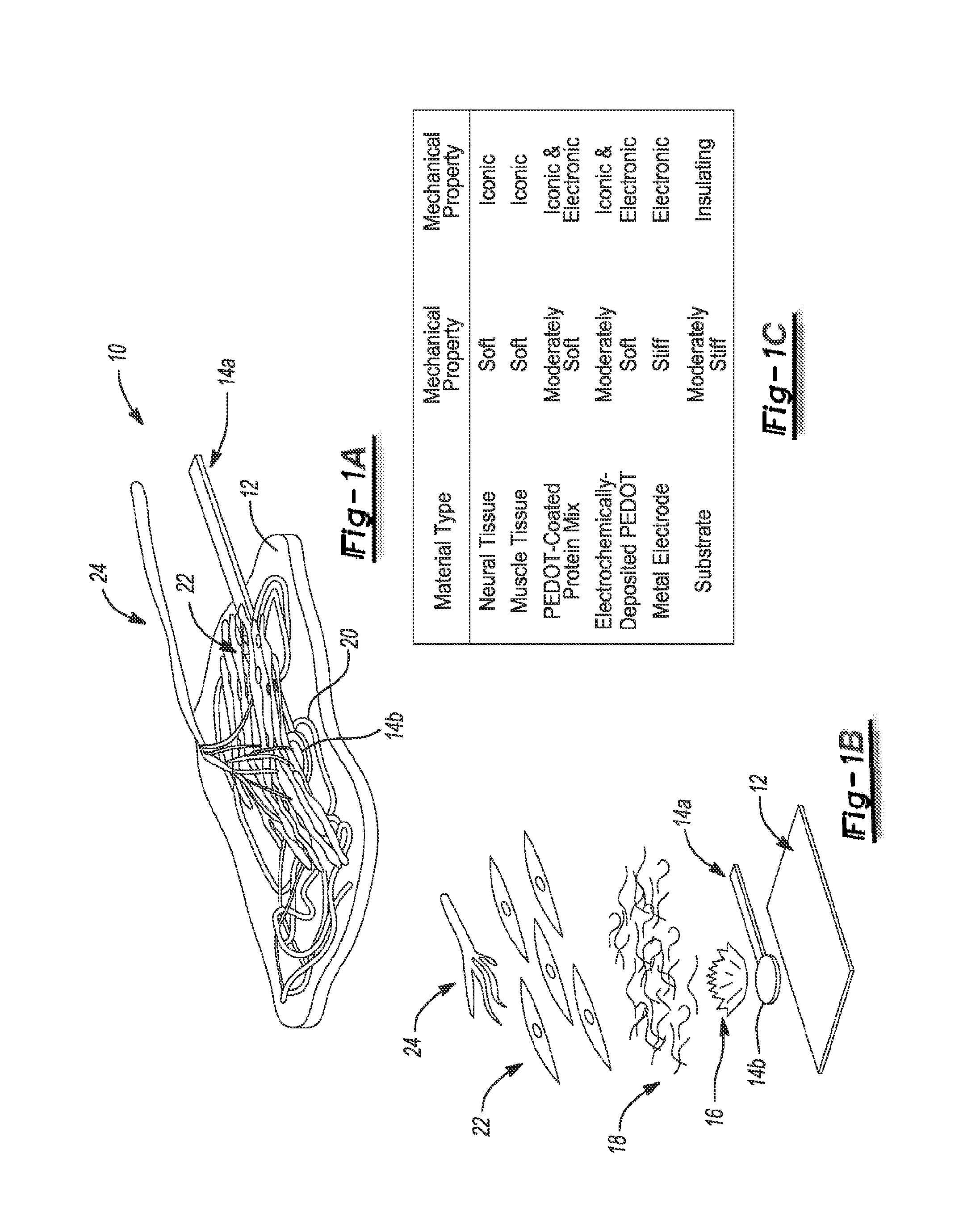 Regenerative peripheral nerve interface