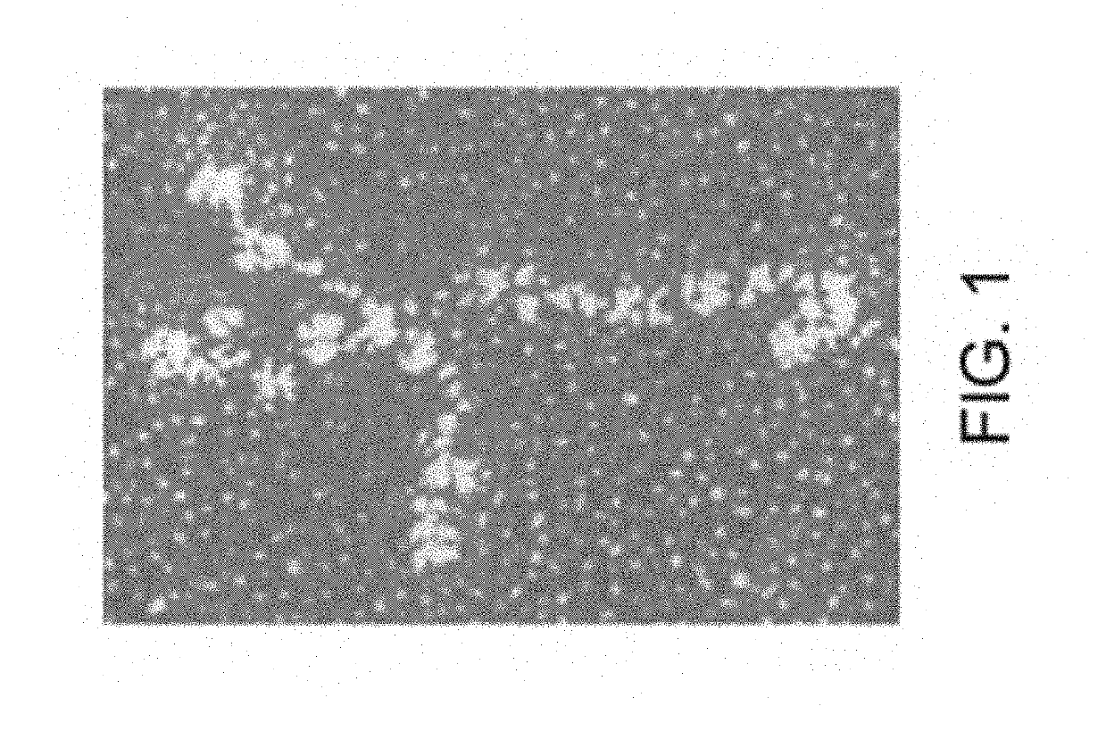 Differentiation of pluripotent stem cells and cardiac progenitor cells into striated cardiomyocyte fibers using laminins ln-511, ln-521 and ln-221