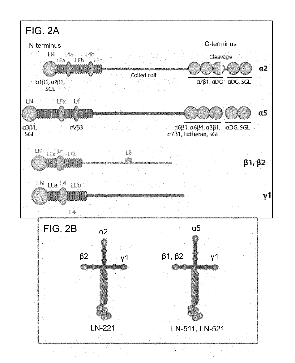 Differentiation of pluripotent stem cells and cardiac progenitor cells into striated cardiomyocyte fibers using laminins ln-511, ln-521 and ln-221