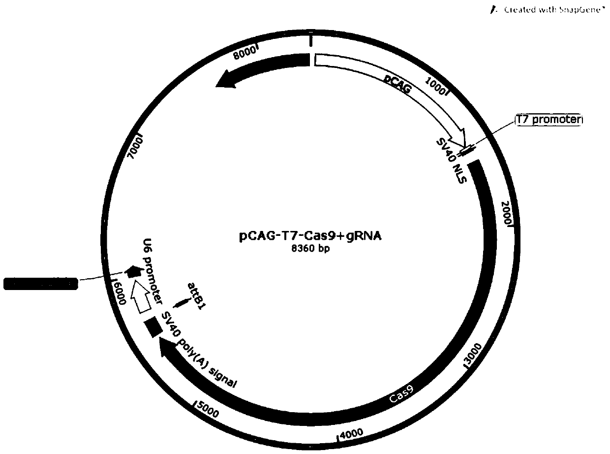 CRISPR/Cas9 system mediated method for goat KRTAP13-1 gene knockout