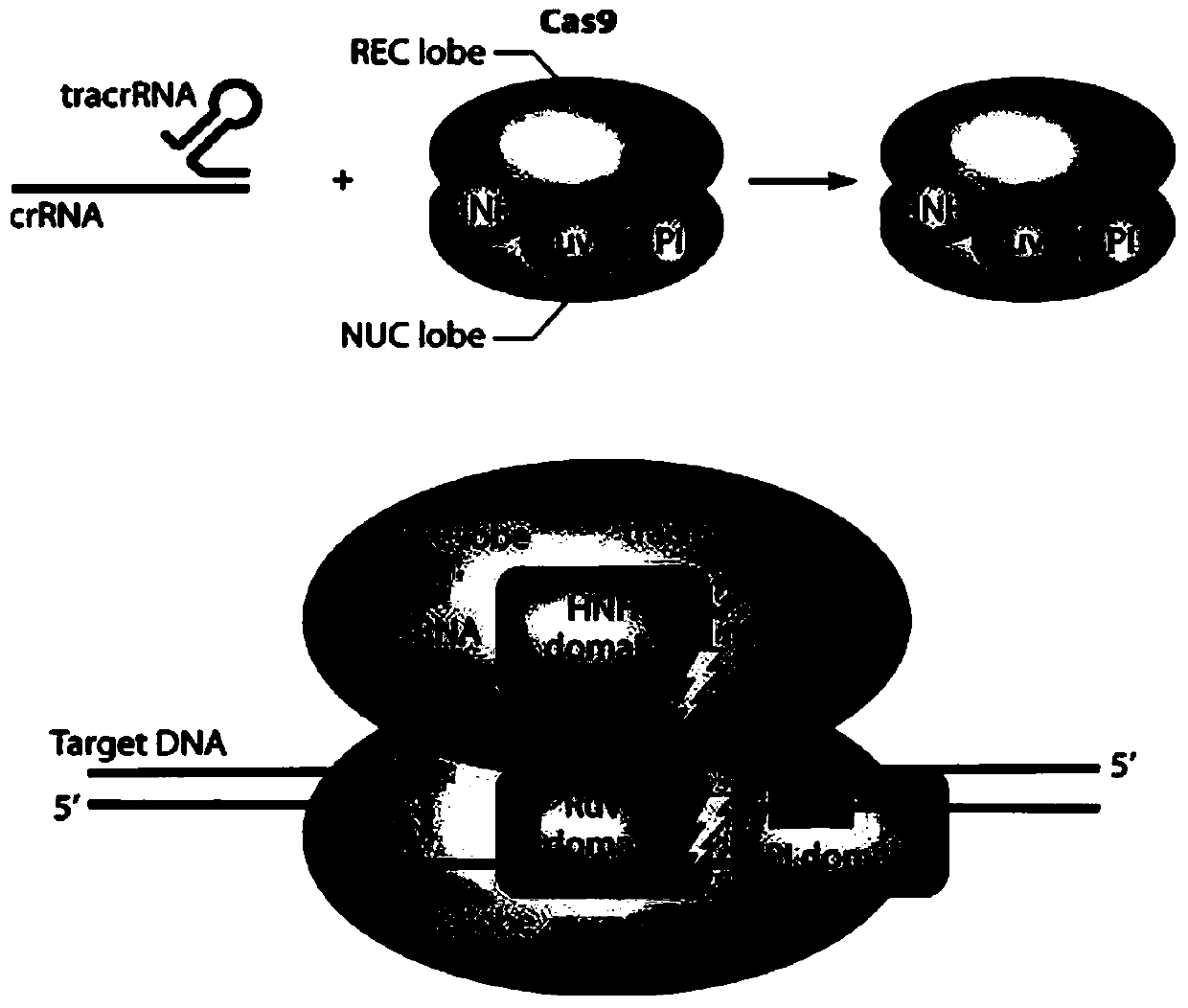 CRISPR/Cas9 system mediated method for goat KRTAP13-1 gene knockout