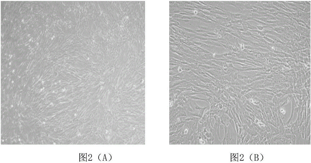 Composition, inducer containing composition and induction method