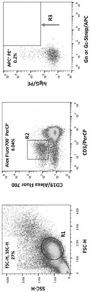 A kind of monoclonal antibody a38 against Rift Valley fever virus and its application