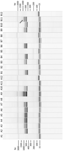 A kind of monoclonal antibody a38 against Rift Valley fever virus and its application