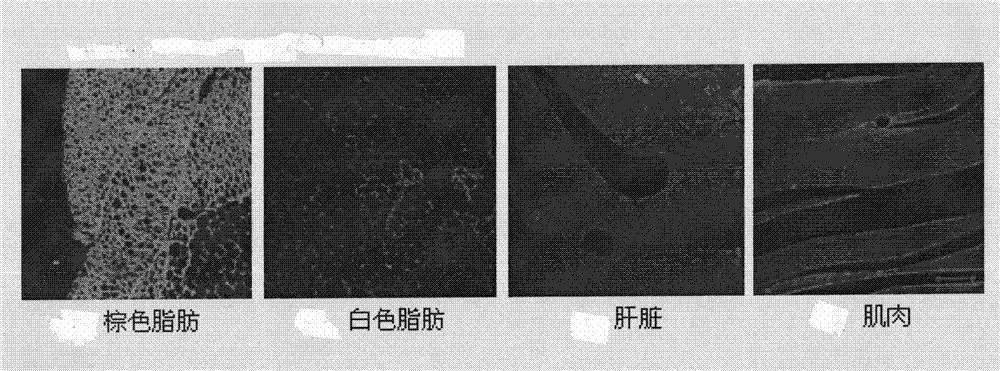 Brown adipose tissue targeted polypeptide and applications thereof