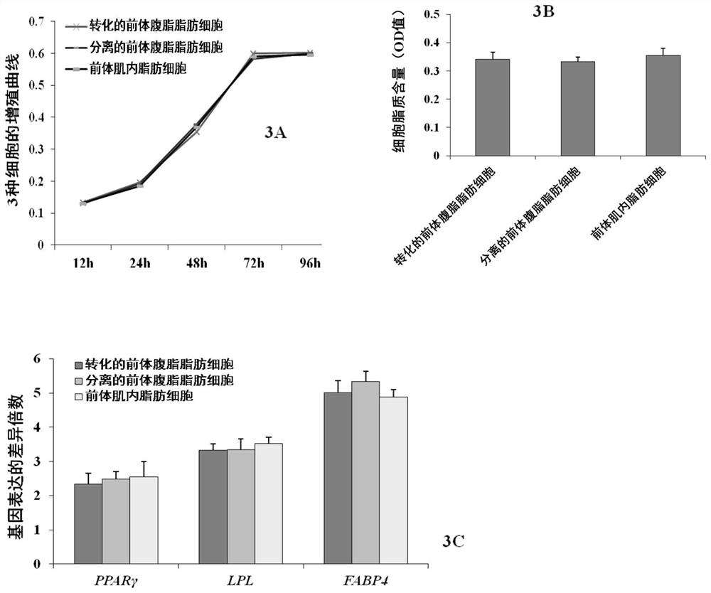 Isolation and purification of high-purity chicken precursor intramuscular adipocytes and method for constructing a co-culture system with muscle satellite cells